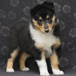 Ciara - Black white and tan female Collie puppy in Danville, Pennsylvania from Brookwood Collies, Smooth & Rough