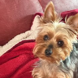 May Belle - Yorkshire Terrier