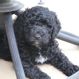 Portuguese Water Dog Puppies from Seawind Portuguese Water Dogs     (We have 2 females avaliable)