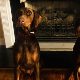 Doberman Pinschers from Dobermans Ni Thala