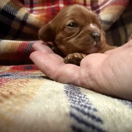 Lil Red - Ruby female Cavalier King Charles Spaniel puppy in Gardner, Kansas from Pretty Prairie Cavaliers