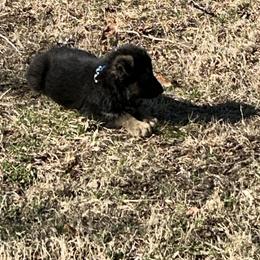 Atlas - Black and tan male German Shepherd puppy in Stanardsville, Virginia from Majestic K9 LLC