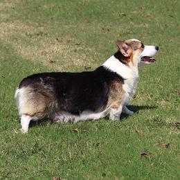 Mae - Pembroke Welsh Corgi