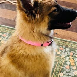 Meet: Mag-Pie aka Maggie An Olde World, Long Coat German Shepherd - Black and red female German Shepherd puppy in Jonesborough, Tennessee from Bouchard’s Best Shepherds