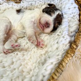 Jack Hammer - Brown and white male Bernedoodle puppy in Grove, Oklahoma from Guinn Family Farms
