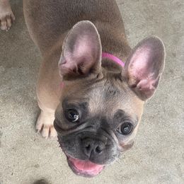 French Bulldogs from David's French Bulldog