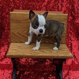 Barney - Brindle and white male Boston Terrier puppy in Perry, Oklahoma from Sitsler Bostons