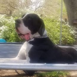 Dallas - Great Dane