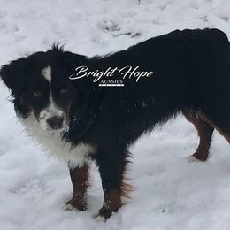 Cilka - Miniature Australian Shepherd