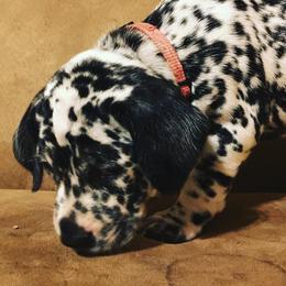 Dalmatians from 101 Dew Dream Valley Dalmatians
