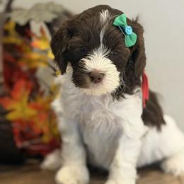 Winnie - Cream female Australian Labradoodle puppy in Citrus Heights, California from Elite Blend Labradoodles