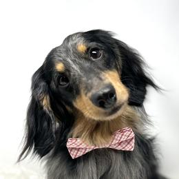 Jimmy-Jack - Dachshund