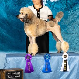 Sugi - Poodle