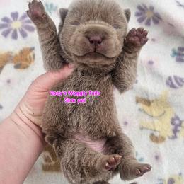Penny - Lilac dilute female Chinese Shar-Pei puppy in Minden, Louisiana from Zoey's Waggly Tails
