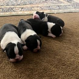 Boy 1 - Black brindle and white male Boston Terrier puppy in Morrow, Ohio from Paloma's Legacy Boston Terriers