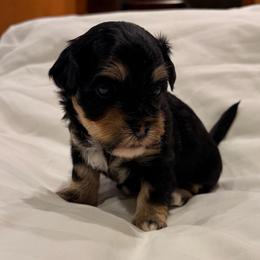 Flame - Red Collar - Black and tan male Havanese puppy in Orange, California from Havanese Bragger’s