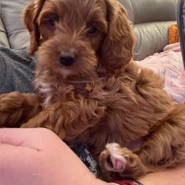 Cavapoo Puppies from AZ Cavapoos