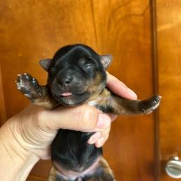 Libbies pink - Black and tan female Yorkshire Terrier puppy in Hardeeville, South Carolina from Pups of the Lowcountry