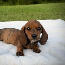 Red brindle 2 - Brindle male Dachshund puppy in Defuniak Springs, Florida from Anastasia Knight's Cocker Spaniels