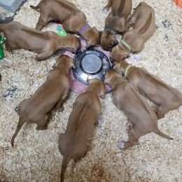 Rhodesian Ridgeback Puppies from Lyonnese Rhodesian RIDGEBACKS