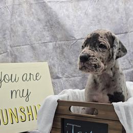 Mayor - Merle male Great Dane puppy in Caldwell, Idaho from Miner's Dynamic Danes