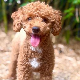 Lola - Goldendoodle