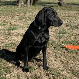 Mags - Labrador Retriever