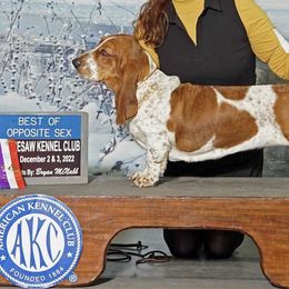Abigail - Basset Hound