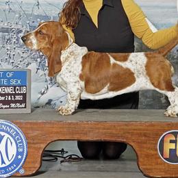 Abigail - Basset Hound