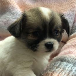 Thunder - Sable spotted white female Chihuahua puppy in Amelia, Virginia from Pannell’s Precious Pups