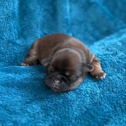AKC-Mocha - Sable male Shih Tzu puppy in Paintsville, Kentucky from Molly B's ShihTzus