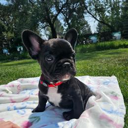 Tank - Black and white male French Bulldog puppy in Bend, Oregon from High Lakes Frenchies