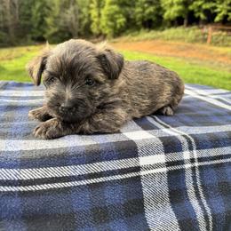 Cairn Terrier Puppies from KM Peaks Cairn Terriers
