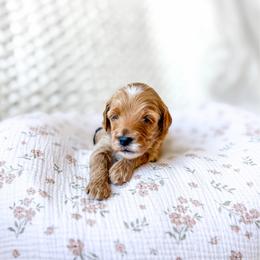 Aston - Red  male Goldendoodle puppy in Springville, Utah from Happy Doodle