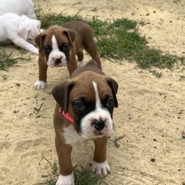 Boxer puppies from Sweet Georgia Boston’s