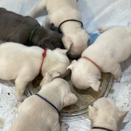 French Bulldog Puppies from Phillips Family Frenchies