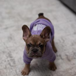 Victoria - Blue fawn female French Bulldog puppy in Austin, Texas from Ward's Frenchies 2 Yours