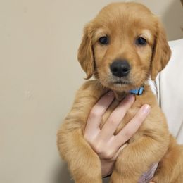 Golden Retriever Puppies from Piedmont Golden Retrievers