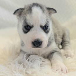 Dolly - Gray and white female Siberian Husky puppy in Hebron, Kentucky from Glacier Run Huskies