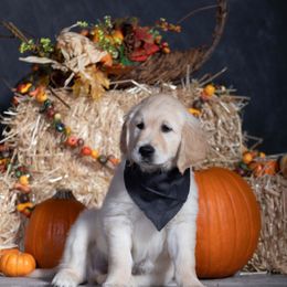 Black - Golden male Golden Retriever puppy in Donnelly, Idaho from Valley County Goldens