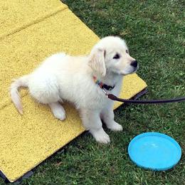 Golden Retriever Puppies from Costadoro Golden Retrievers