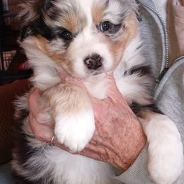 Australian Shepherd Puppies from Desert Moon Aussies