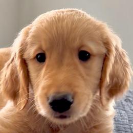 Honey - Golden female Golden Retriever puppy in Vail, Arizona from Retrievers Gold AZ
