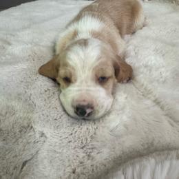 Merle - Lemon and white male Basset Hound puppy in Maryland from Grind Stone Breeding Kennels