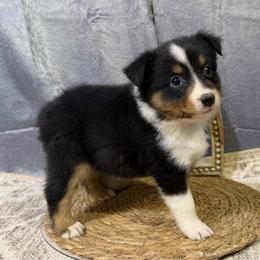 Peggy - Black tri female Miniature American Shepherd puppy in Clinton, Missouri from Mockingbirds American Minis
