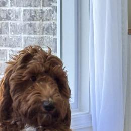 Goldendoodles from Tumbling Creek GoldenDoodles