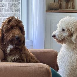 Goldendoodles from Tumbling Creek GoldenDoodles