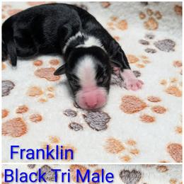 Franklin - Black tri-color male Australian Shepherd puppy in Squaw Valley, California from A&M Australian Shepherds