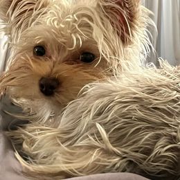 Athena - Yorkshire Terrier