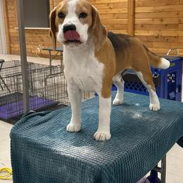 Thumper - Black tan and white male Beagle puppy in Needville, Texas from Rancho Robles Kennels